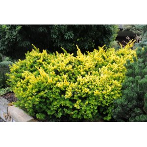 Tis japonský (Taxus cuspidata) ´AURESCENS´ - výška 20-30 cm, kont. C3L
